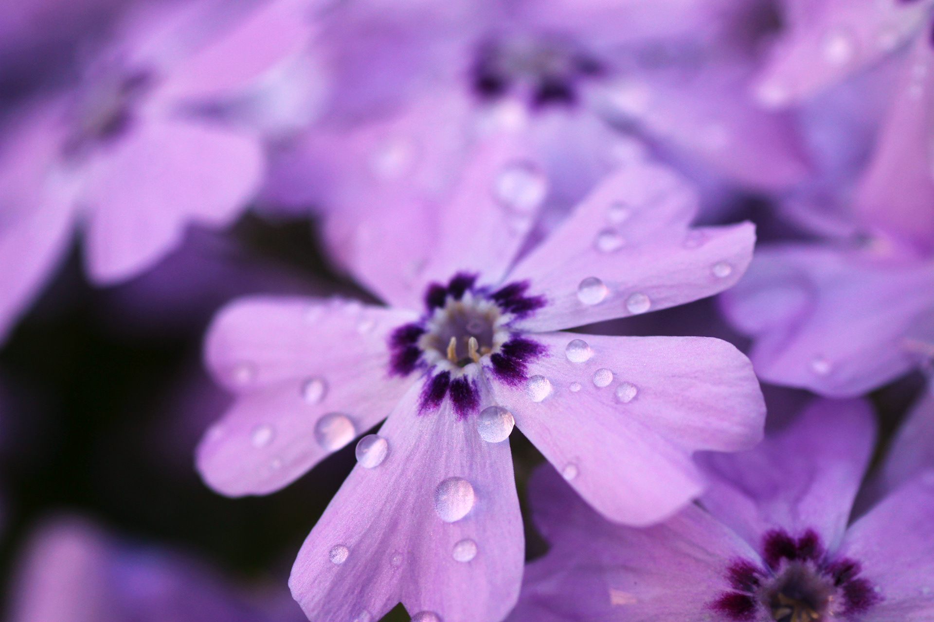 Celestial Hues — Ninni Sällström