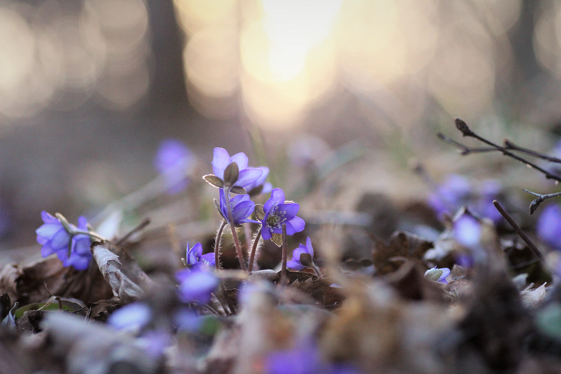 Celestial Hues — Ninni Sällström