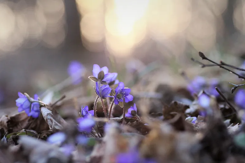 Naturfotografi — Ninni Sällström